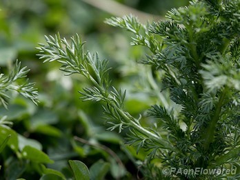 Leaves
